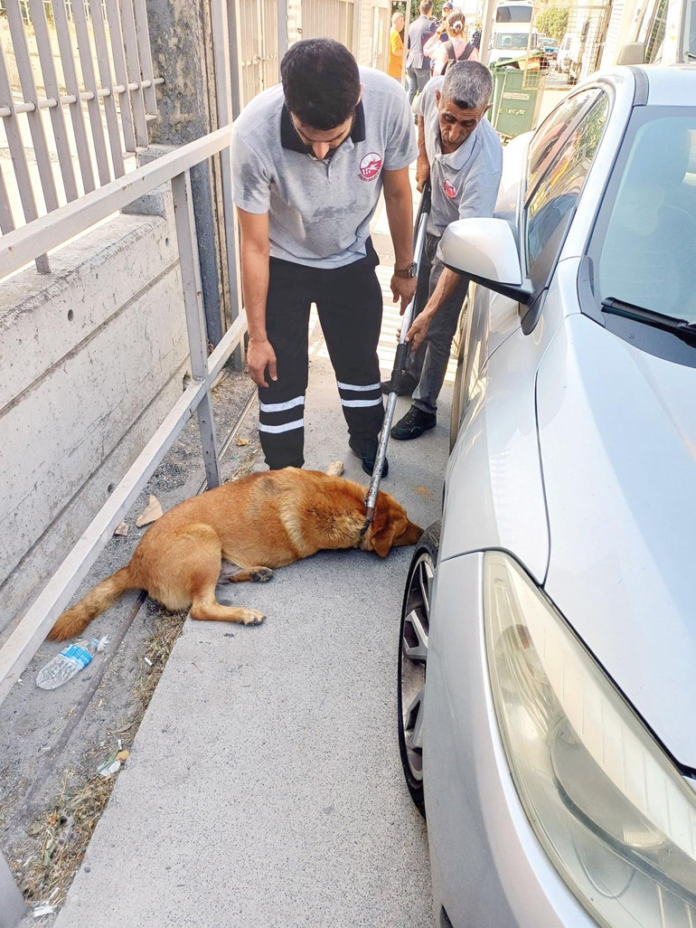 Ayhan’ı öldüren köpekler toplandı