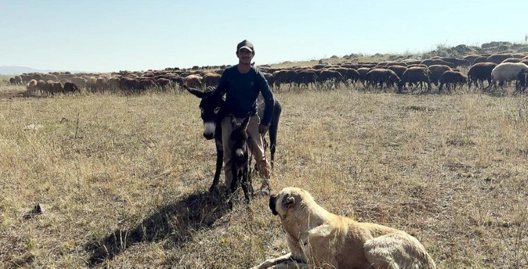 Muhteşem içgüdü Kral isimli köpeğin sadakati hayran bıraktı... Önce hamile koyunun sonra da hamile eşeğin kahramanı oldu