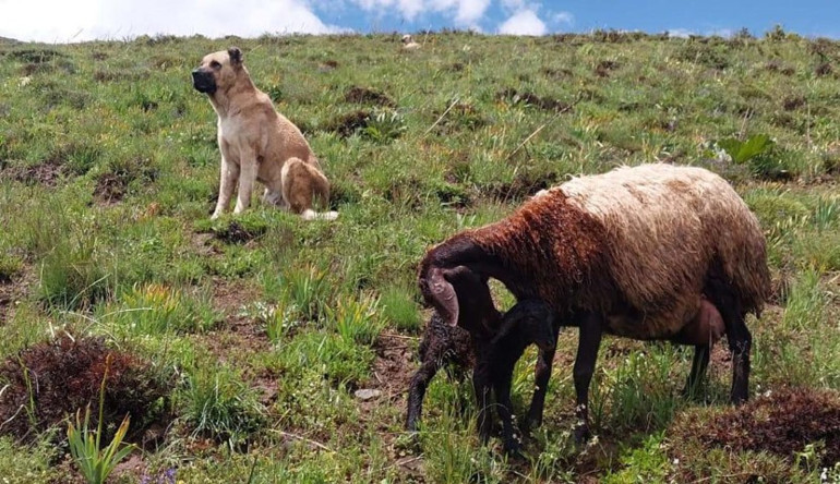 Muhteşem içgüdü Kral isimli köpeğin sadakati hayran bıraktı... Önce hamile koyunun sonra da hamile eşeğin kahramanı oldu