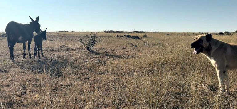 Muhteşem içgüdü Kral isimli köpeğin sadakati hayran bıraktı... Önce hamile koyunun sonra da hamile eşeğin kahramanı oldu
