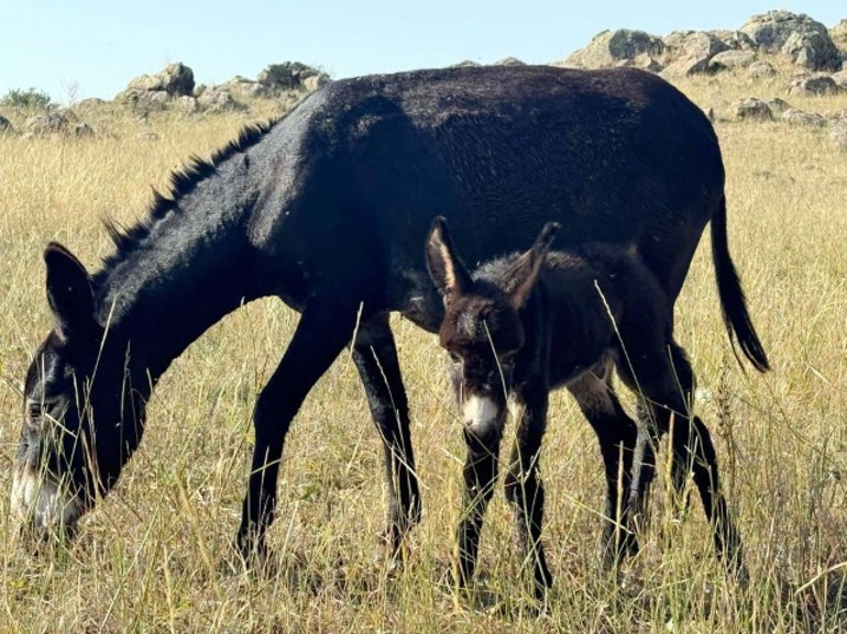 Muhteşem içgüdü Kral isimli köpeğin sadakati hayran bıraktı... Önce hamile koyunun sonra da hamile eşeğin kahramanı oldu