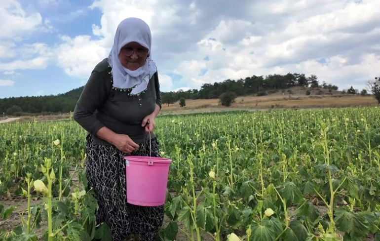 İşçi maliyeti yüksek gelince bu yola başvurdu: Gelip kendisi toplayan yarı fiyatına alıyor
