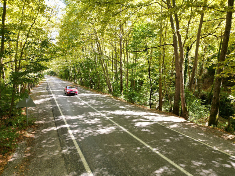 Bartında ağaç tüneli görenleri hayran bırakıyor