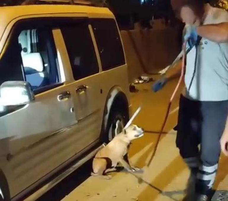 Aracına pitbull giren şoför neye uğradığını şaşırdı