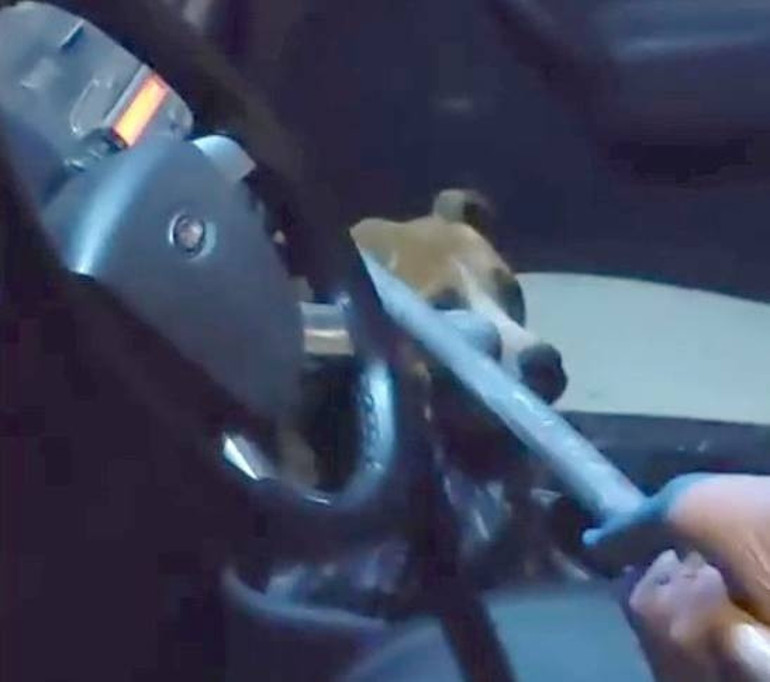 Aracına pitbull giren şoför neye uğradığını şaşırdı