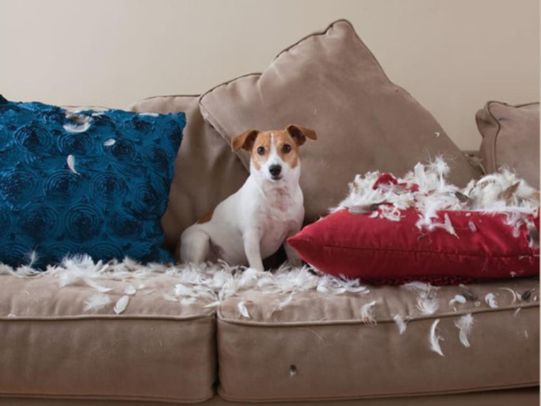 Köpekler neden terk edilir