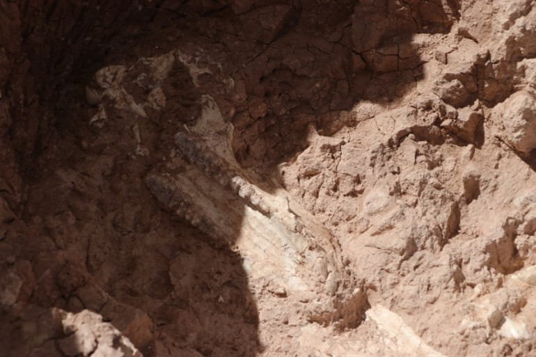 Çoban fark edince çalışma başlatılmıştı Kayseride heyecan veren keşif: Tam 8 milyon yıllık... İlk kez böyle bütün halde bulduk