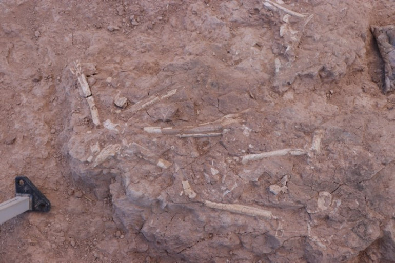 Çoban fark edince çalışma başlatılmıştı Kayseride heyecan veren keşif: Tam 8 milyon yıllık... İlk kez böyle bütün halde bulduk