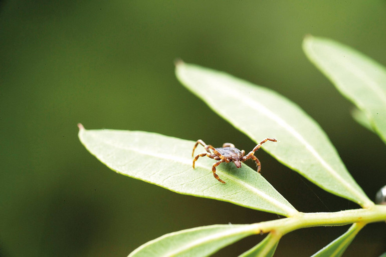 COVID-19, maymun çiçeği virüsü, Batı Nil ateşi ve Kırım Kongo kanamalı ateşi... ‘Korkmaktan çok, önlem alınmalı’
