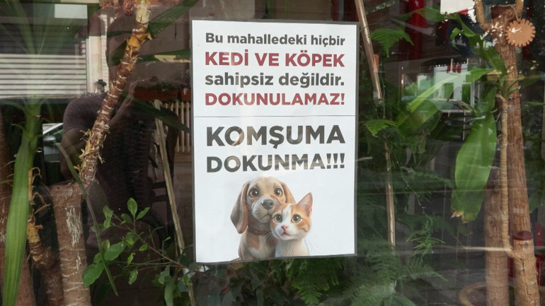 Kadıköyde sokak hayvanı katliamı 25 kedi ve köpek zehirlendi
