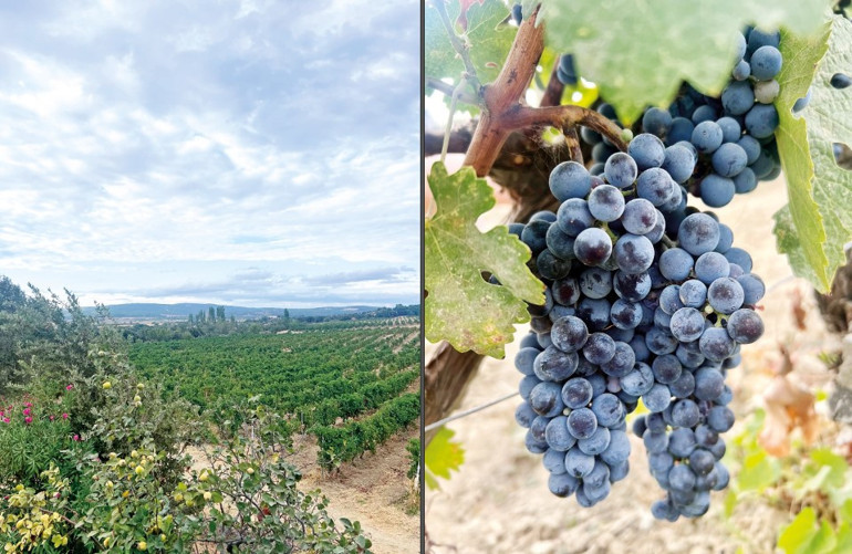 ERKEN HASAT DÖNEMİ