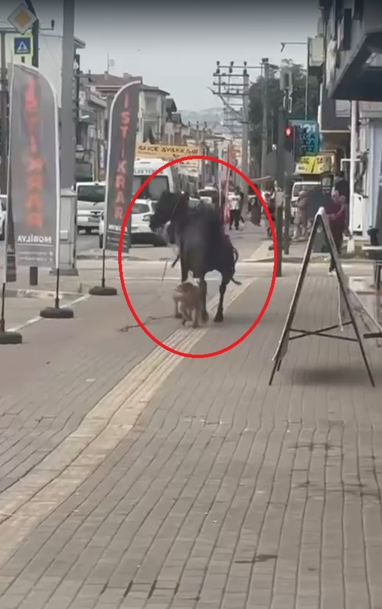Pitbull cinsi köpek ata saldırdı... O anlar kamerada
