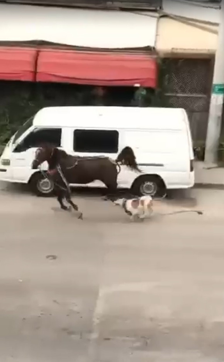 Pitbull cinsi köpek ata saldırdı... O anlar kamerada