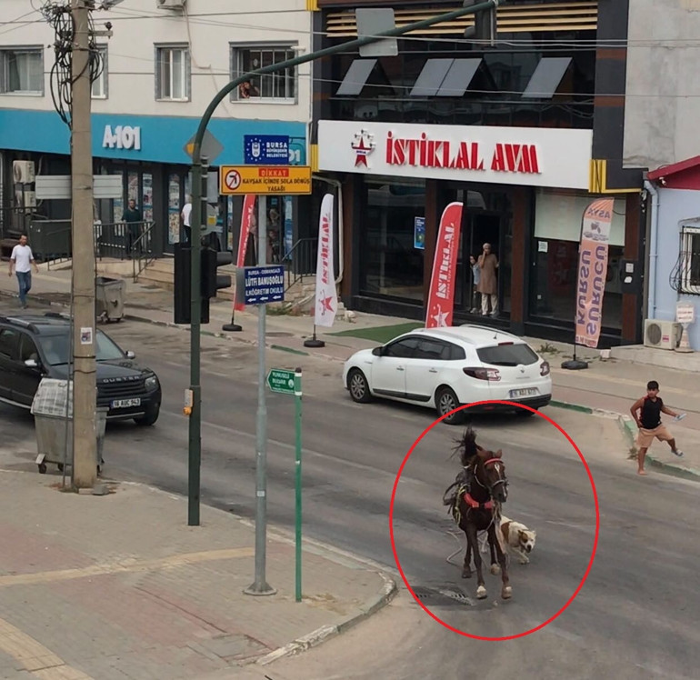 Pitbull cinsi köpek ata saldırdı... O anlar kamerada