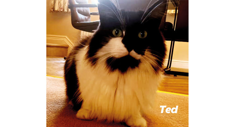 Kediler ABD’de seçimi etkileyebilir mi