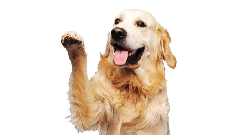 Kediler ABD’de seçimi etkileyebilir mi