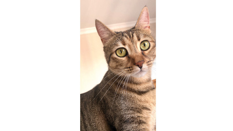 Kediler ABD’de seçimi etkileyebilir mi