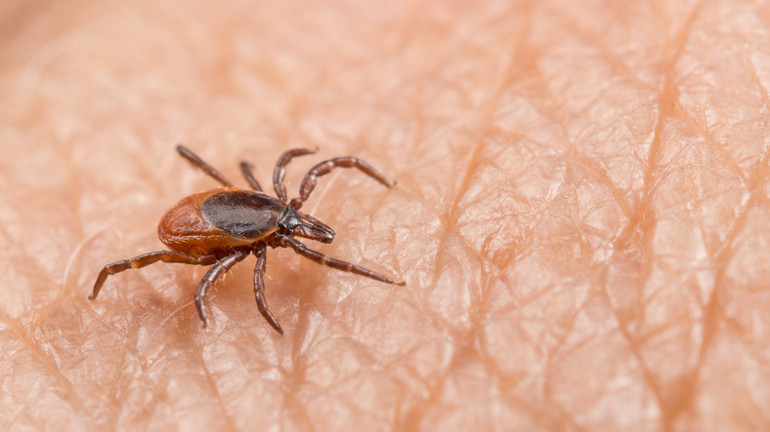Lymedan sonra kene kaynaklı bulaşan en yaygın hastalık: Babesiosis