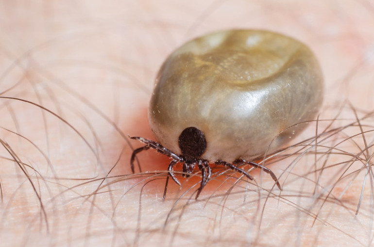Lymedan sonra kene kaynaklı bulaşan en yaygın hastalık: Babesiosis