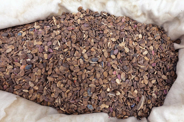 Karpuz çekirdeğini dolduran konular