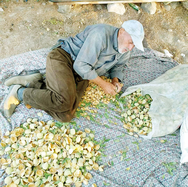 ‘Orman Dede’nin imdat çığlığı... Tarım ve Orman Bakanı lütfen duyun bu sesi