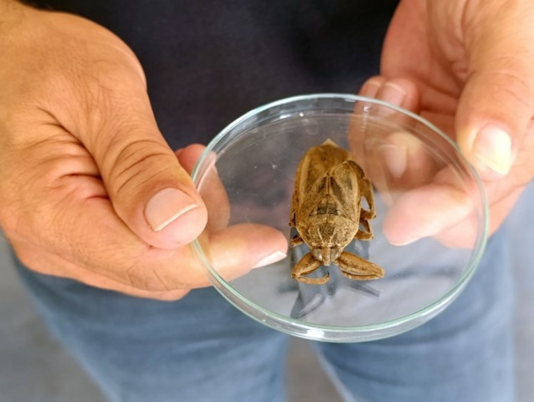 Türkiyede sahillerde ilk kez görüldü: İsmi parmak kopartan | Uzmanlar ilginç bir durum olarak değerlendirdi