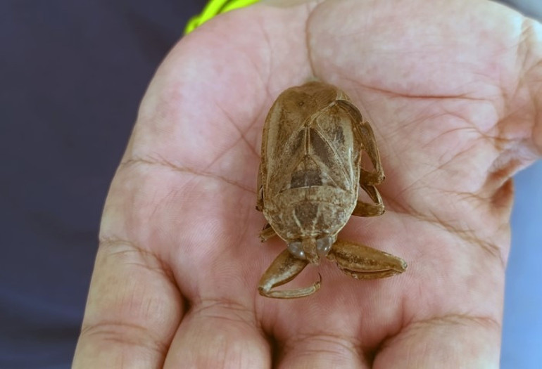 Türkiyede sahillerde ilk kez görüldü: İsmi parmak kopartan | Uzmanlar ilginç bir durum olarak değerlendirdi