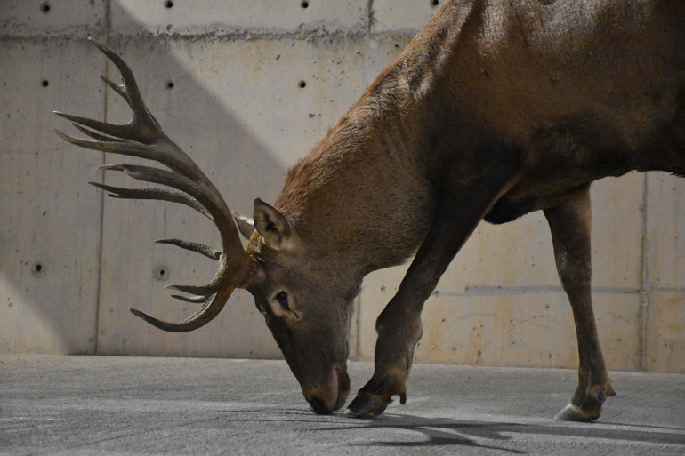 İzmirde fabrika bahçesinde yaralı geyik bulundu