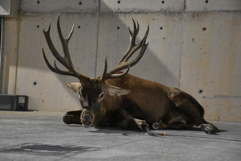 İzmirde fabrika bahçesinde yaralı geyik bulundu