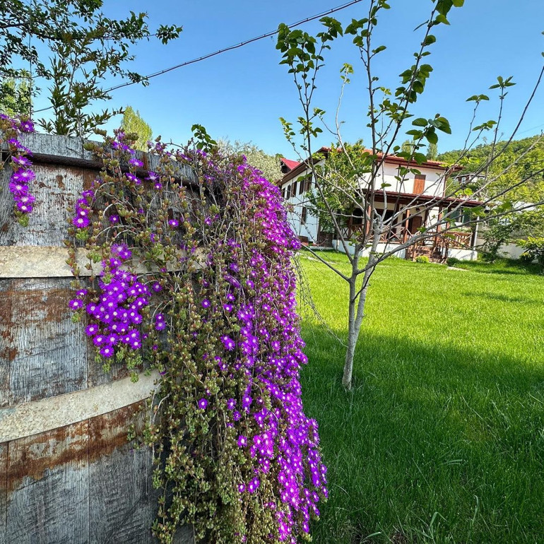 Ünlü oyuncunun çiftlik hayatı... Dede oldum
