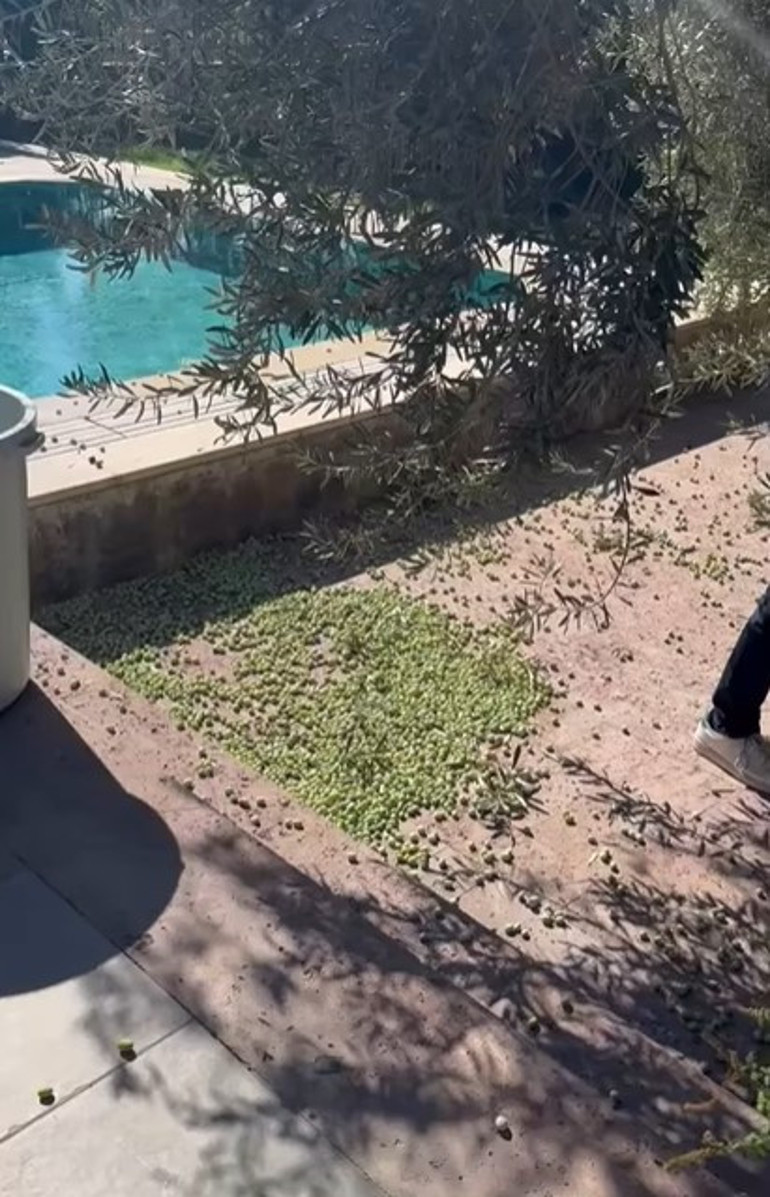 Hülya Avşar ağaca çıktı hasada başladı: Kendi işini kendin yapacaksın