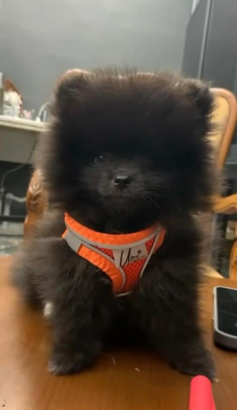 Köpeği severken öldüren kız çocukları gözaltına alındı... Köpek, otopsi için mezarından çıkarıldı