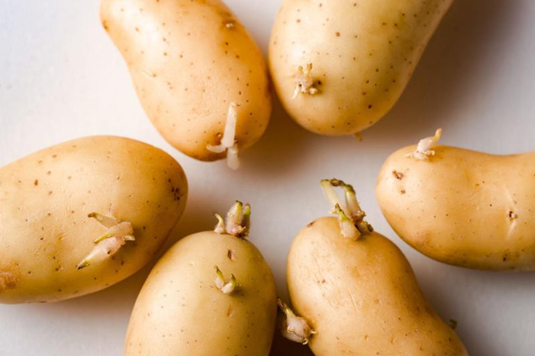 Üstü filizlenmiş ve yeşile dönmüş patatesler tehlike saçıyor