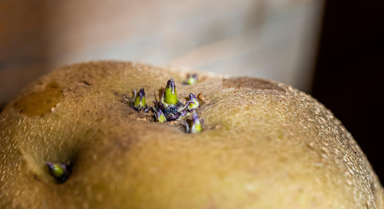 Üstü filizlenmiş ve yeşile dönmüş patatesler tehlike saçıyor