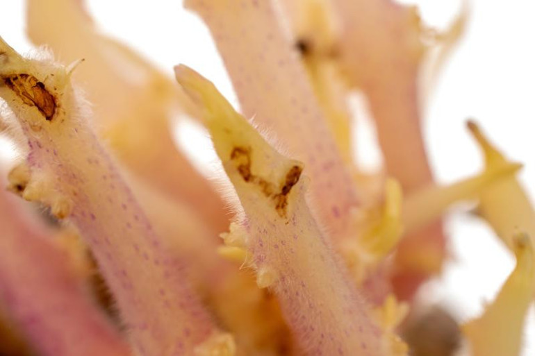 Üstü filizlenmiş ve yeşile dönmüş patatesler tehlike saçıyor