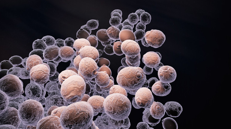 Cinsel yolla bulaşan hastalıklar listesine eklendi... Uzmanlar uyarıyor: ‘SÜPER MANTAR’ SESSİZCE YAYILIYOR