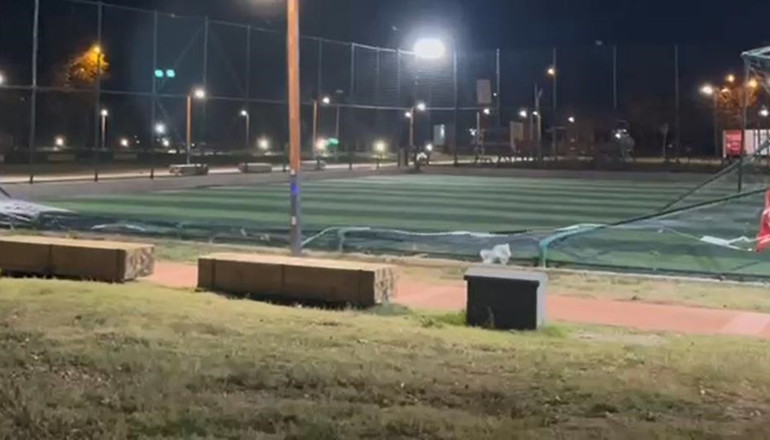 Bursada lodos etkili oldu; ağaçlar, tabelalar ve inşaat iskelesi devrildi