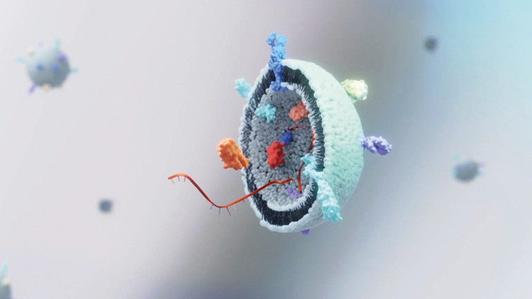 Eksozomlar çöp mü, hazine mi