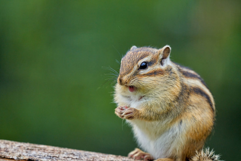 Benzersiz bir şey Başka yapabilen yok Bilim insanları bile şaşkın: Kış soğuklarını bakın nasıl atlatıyorlar...