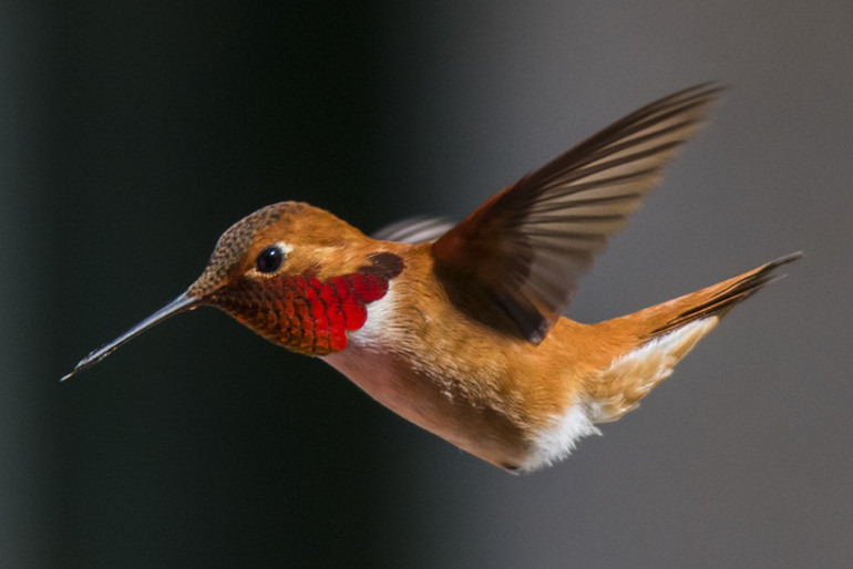 Benzersiz bir şey Başka yapabilen yok Bilim insanları bile şaşkın: Kış soğuklarını bakın nasıl atlatıyorlar...