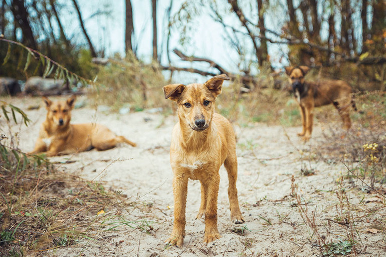 Çernobil köpekleri evrim mi geçiriyor