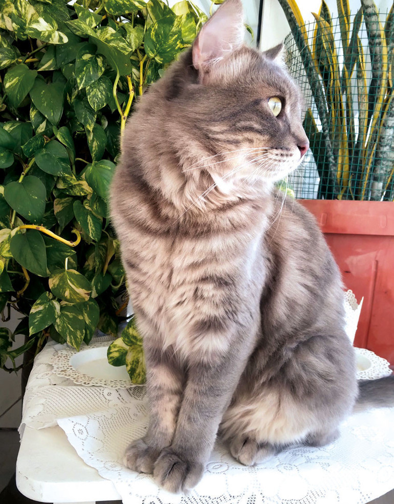 Çernobil köpekleri evrim mi geçiriyor