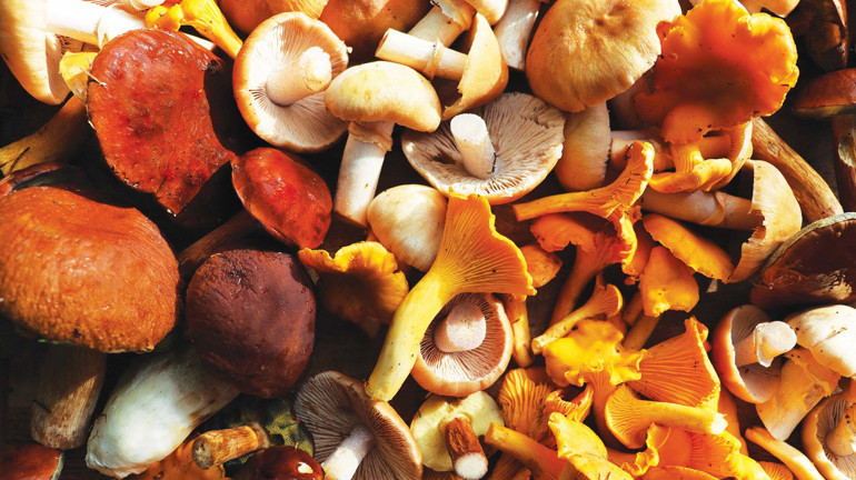 Gastronomi kazanında kaynayanlar