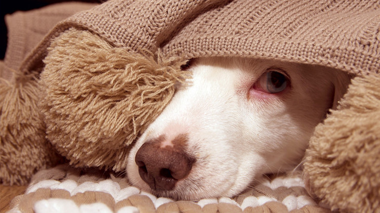 Sizin stresiniz ona da yansıyor