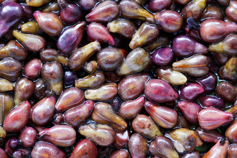 Büyüklerimiz yine haklı çıktı  En değerli yerlerini çöpe atıyoruz ama asıl onlar vücudun savaşçı hücreleri...