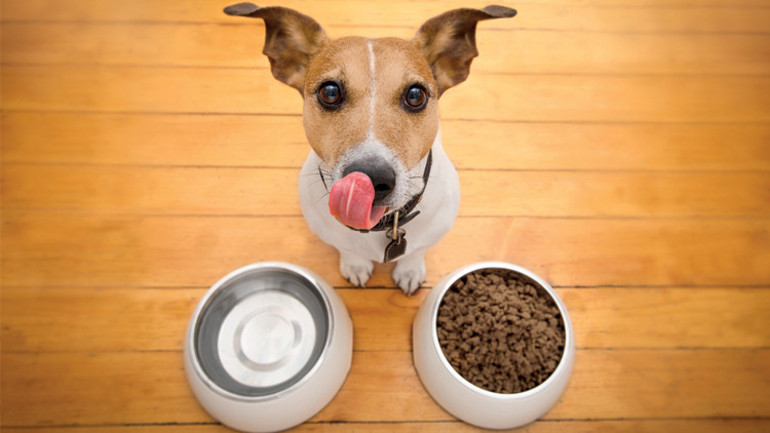 Ödül mamasını sayabiliyorlar