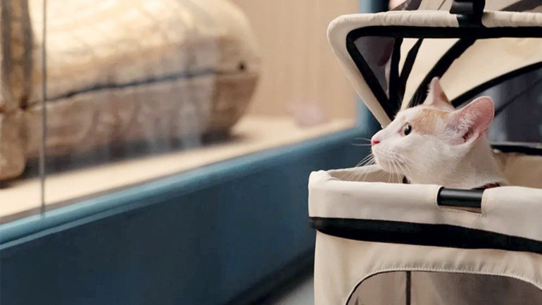 Ödül mamasını sayabiliyorlar