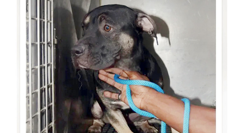 Ödül mamasını sayabiliyorlar