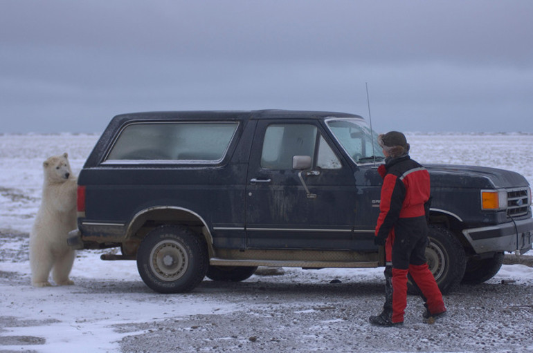 Dünya kutup ayısı başkenti: Burada insanlar kutup ayıları ile iç içe yaşıyor… ‘Eğer size saldırırlarsa burnuna yumruk atın’