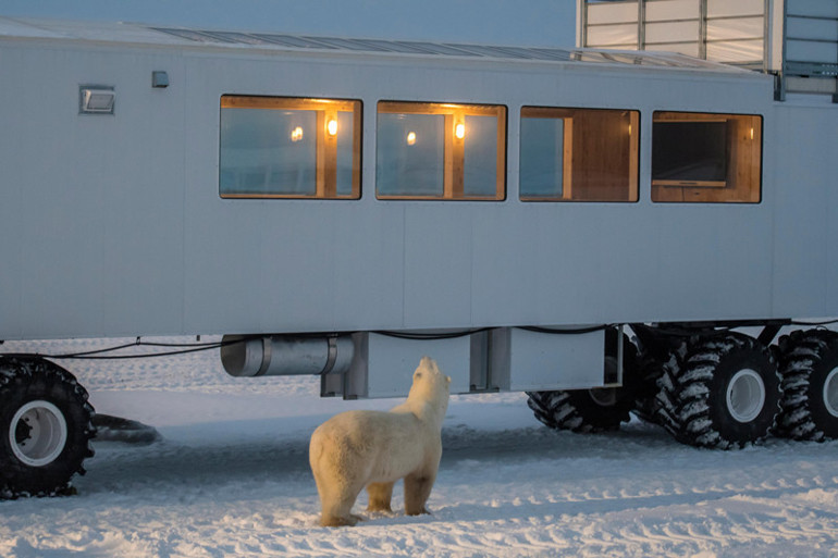Dünya kutup ayısı başkenti: Burada insanlar kutup ayıları ile iç içe yaşıyor… ‘Eğer size saldırırlarsa burnuna yumruk atın’